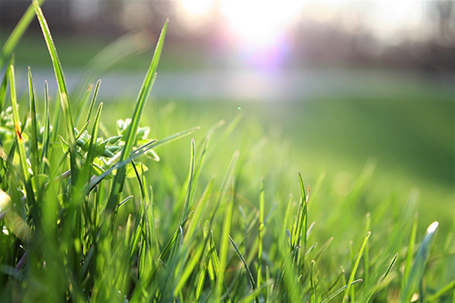 How to Hire Lawn Care Employees to Fuel Your Business Growth 